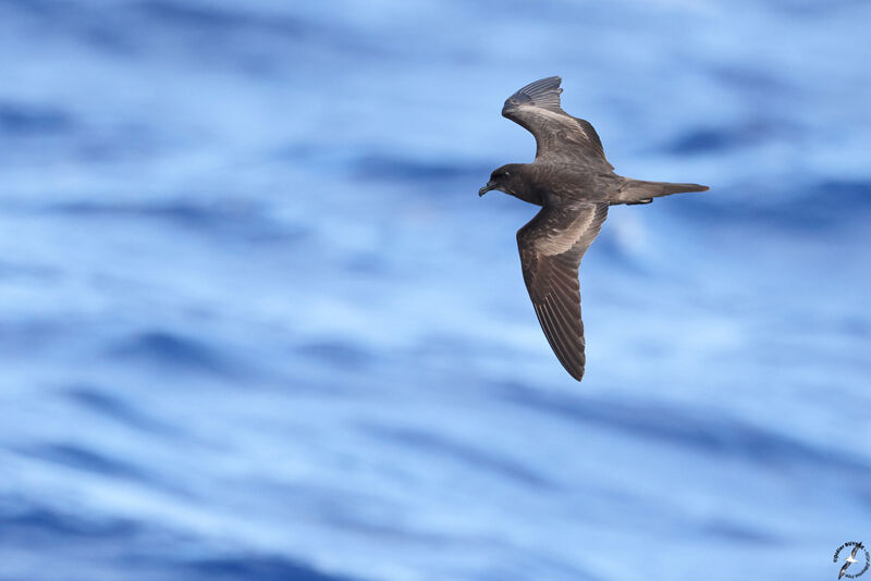 Bulwer's Petreladult, Flight