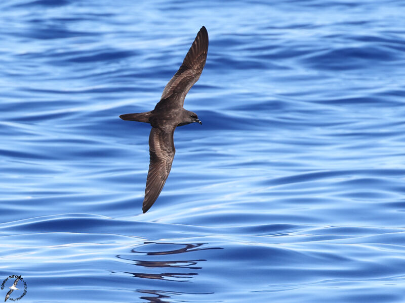 Bulwer's Petreladult, Flight