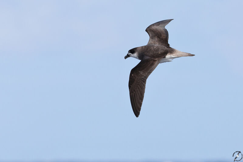 Desertas Petreladult, Flight