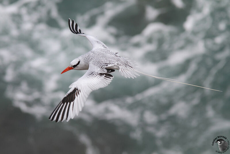 Red-billed Tropicbirdadult breeding, Flight