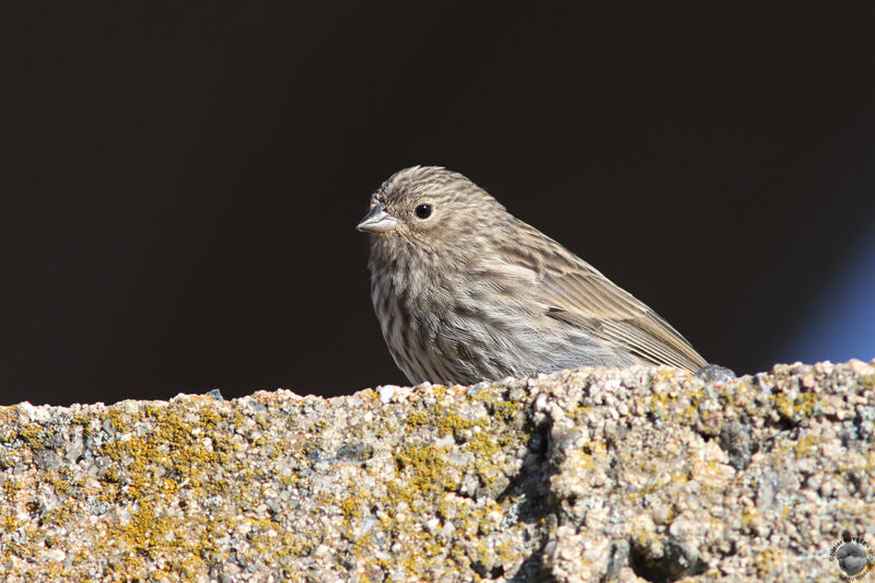 Phrygile plébéien, identification