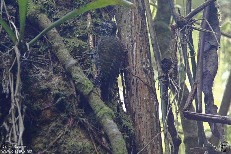 White-spotted Woodpeckeradult, identification, eats