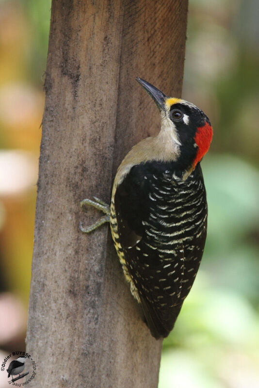 Black-cheeked Woodpecker female adult, identification