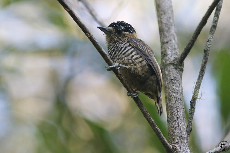 White-barred Piculet female adult, identification