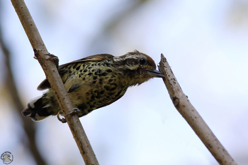 Speckled Piculetadult, identification, eats