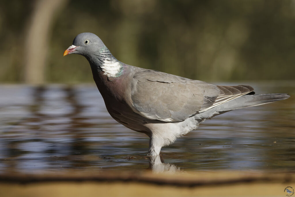 Pigeon ramier