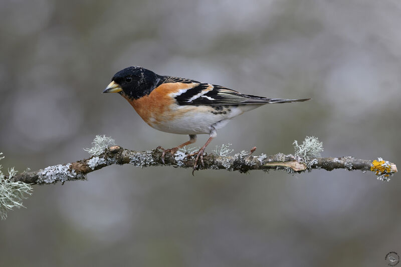 Brambling male adult