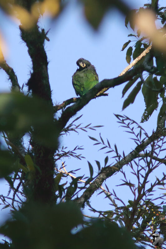 Pione de Maximilienadulte, identification