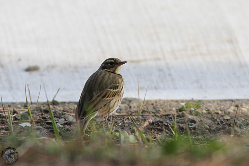 Olive-backed Pipitadult, identification