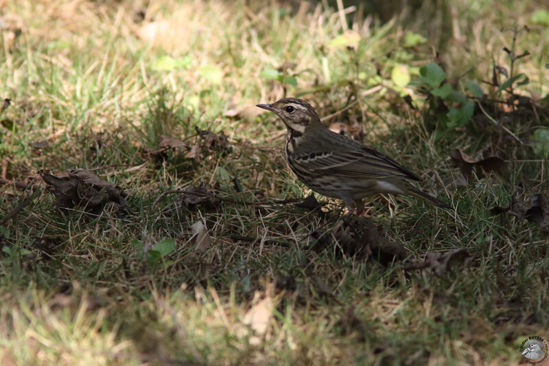 Pipit à dos oliveadulte, identification, marche