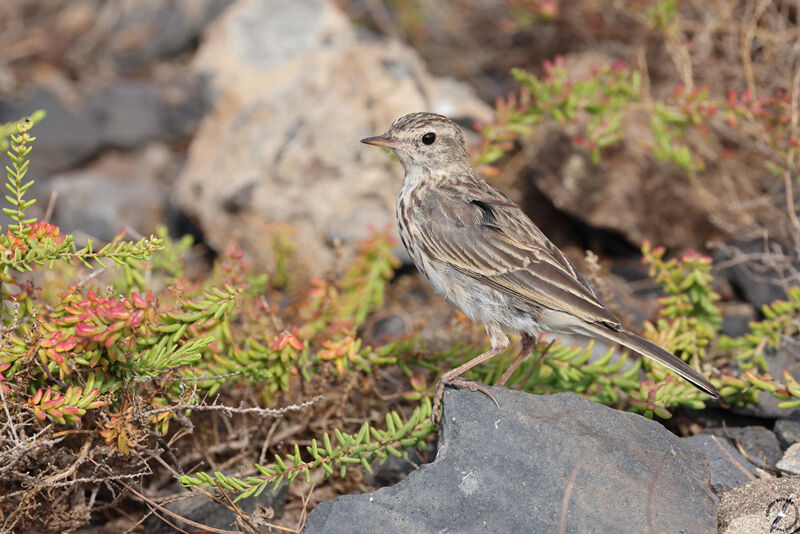 Pipit de Berthelot mâle adulte