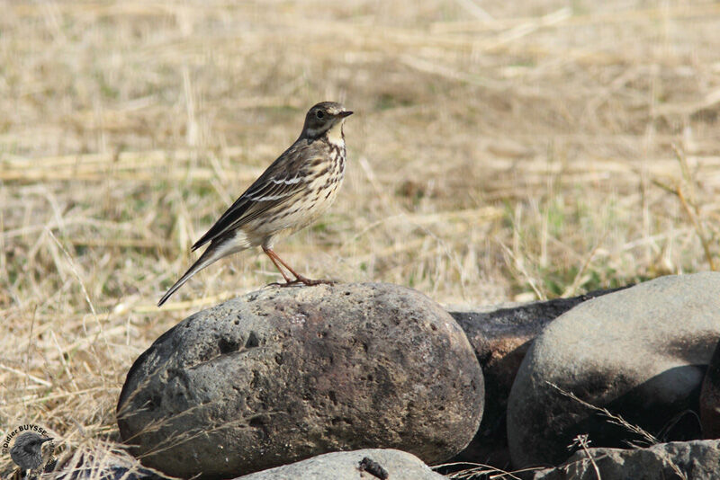 Pipit de Sibérie