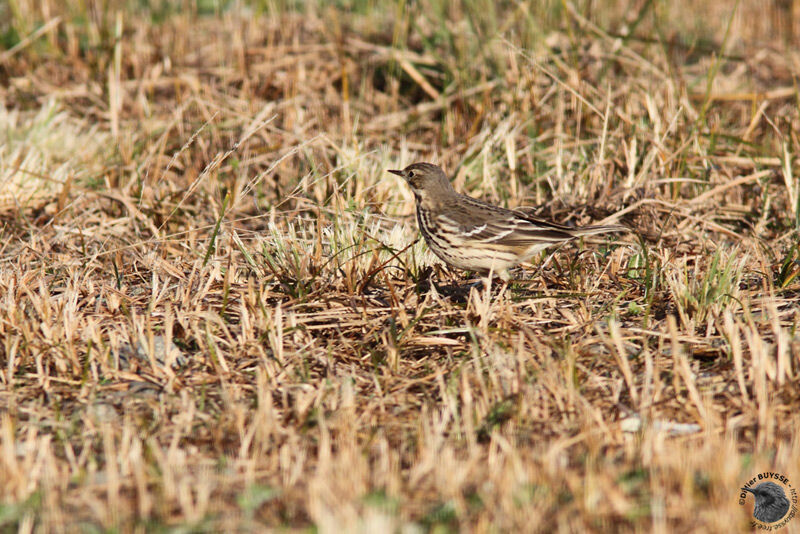 Pipit de Sibérie