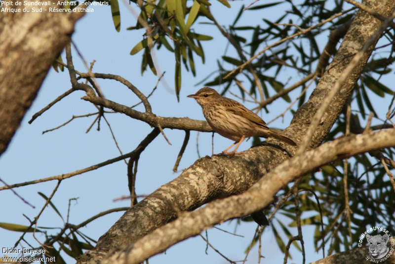 Pipit de Sundevalladulte, habitat, pigmentation