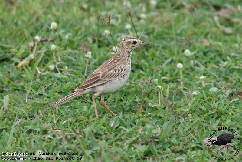 Pipit roussetadulte nuptial, pigmentation, marche, pêche/chasse