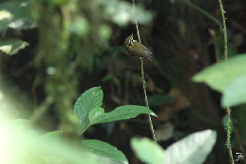 White-throated Spadebilladult, identification