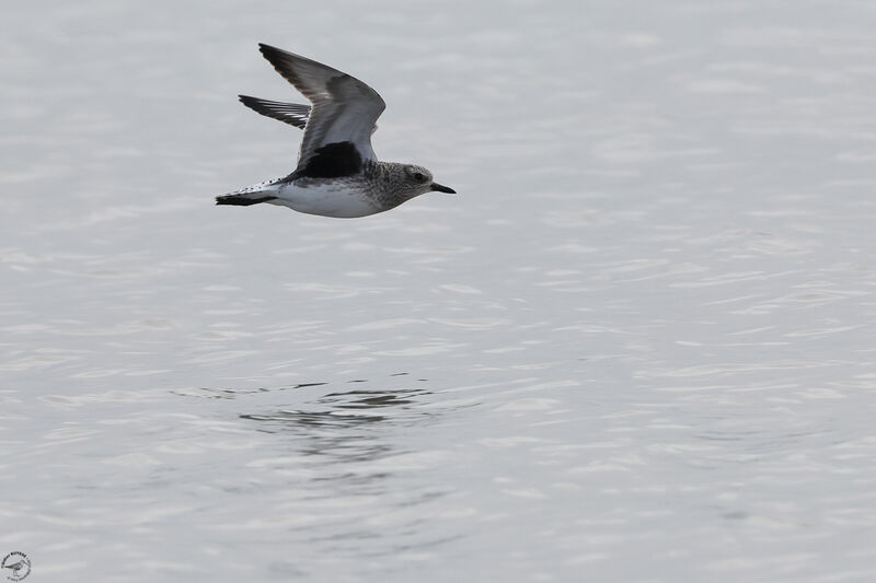 Grey Ploveradult post breeding, Flight