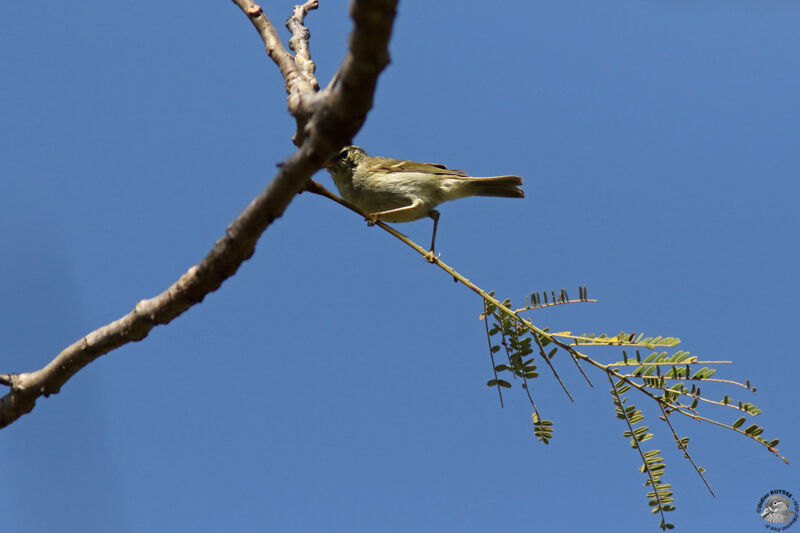 Two-barred Warbler, pigmentation