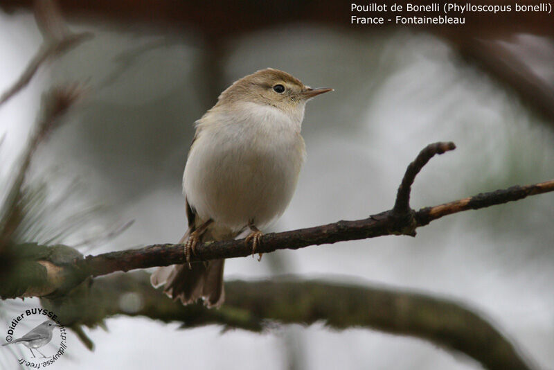 Western Bonelli's Warbler male adult breeding