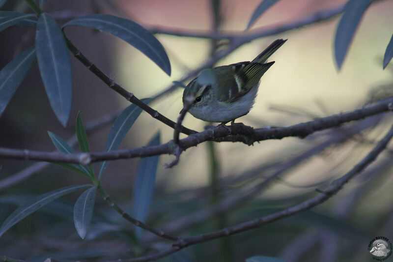 Pallas's Leaf Warbleradult, identification