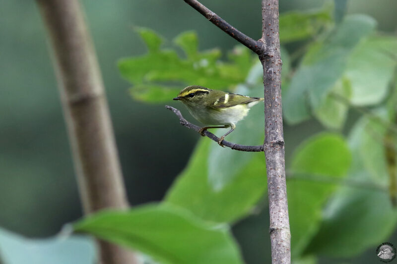 Pallas's Leaf Warbleradult, identification