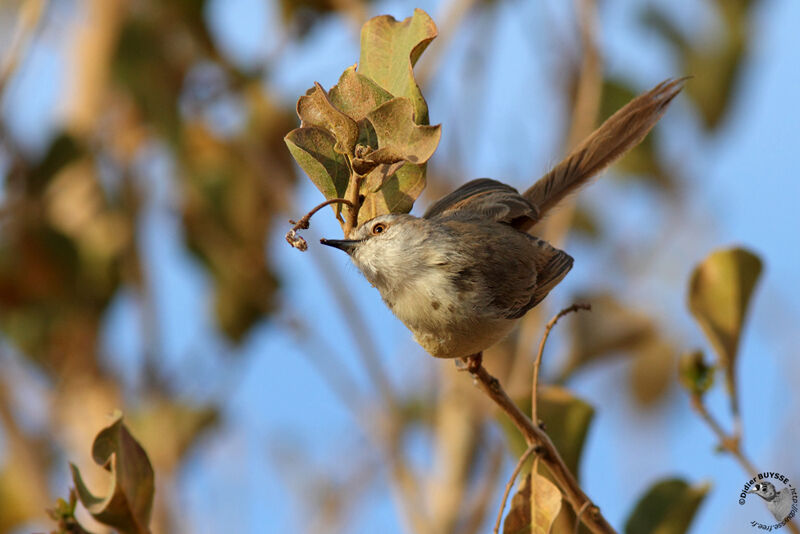 Prinia à plastronadulte internuptial, identification