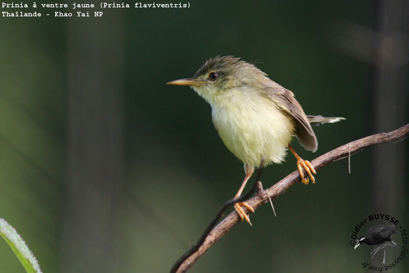 Prinia à ventre jaune