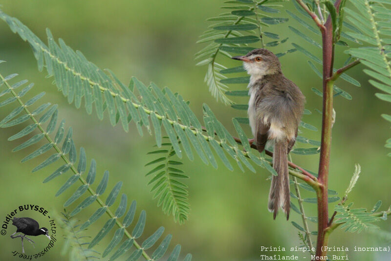 Plain Priniaadult breeding