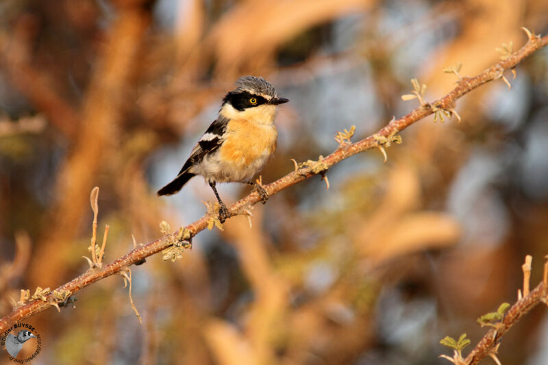 Pririt Batis female adult, identification