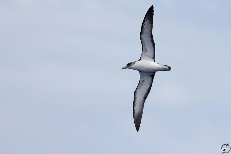 Puffin boréaladulte