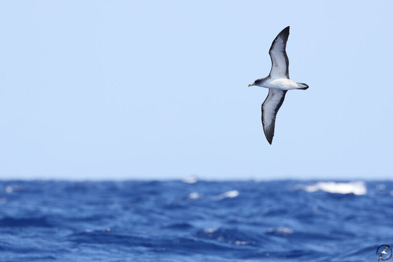 Scopoli's Shearwater