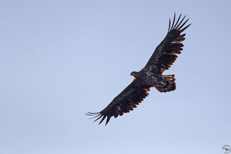 White-tailed Eagleimmature, Flight