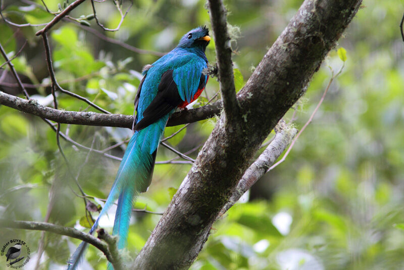 Quetzal resplendissant mâle adulte, identification