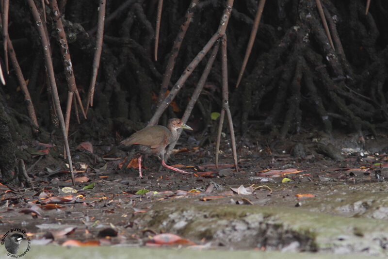 Râle à cou roux, identification