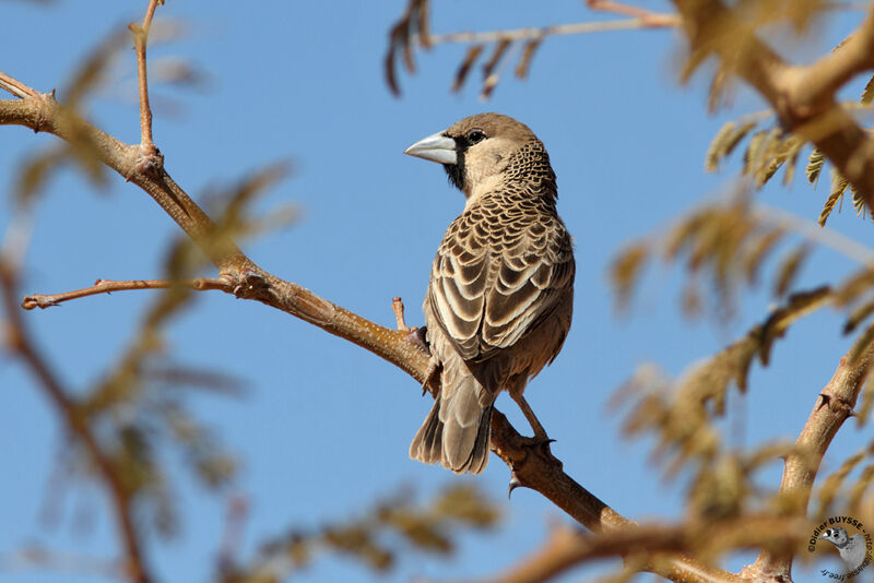 Sociable Weaveradult, identification