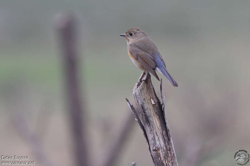 Robin à flancs roux, identification