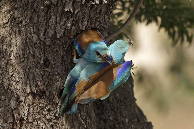 European Rolleradult