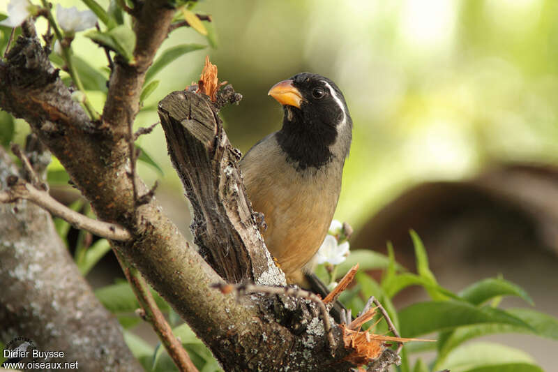 Golden-billed Saltatoradult, Behaviour