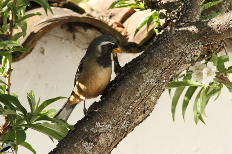 Golden-billed Saltatoradult, identification