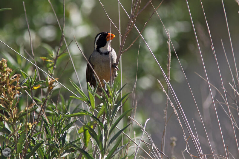 Golden-billed Saltatoradult breeding, identification