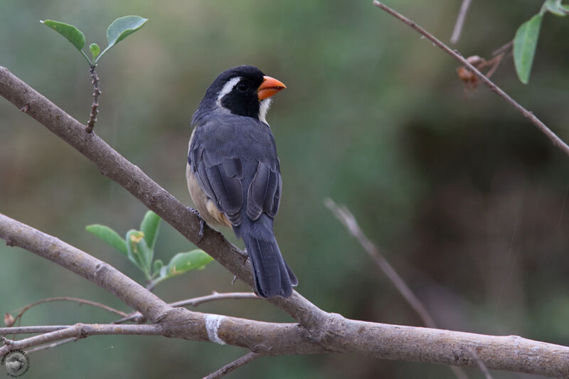 Golden-billed Saltatoradult, identification