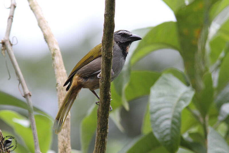 Buff-throated Saltatoradult