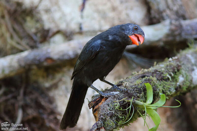 Saltator fuligineux