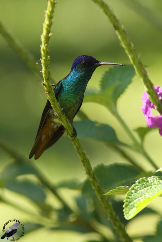 Golden-tailed Sapphire male adult, identification