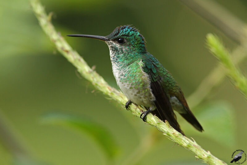 Golden-tailed Sapphire female adult, identification