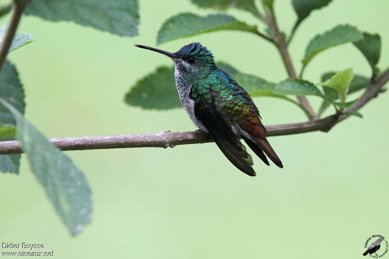 Golden-tailed Sapphire female adult, identification