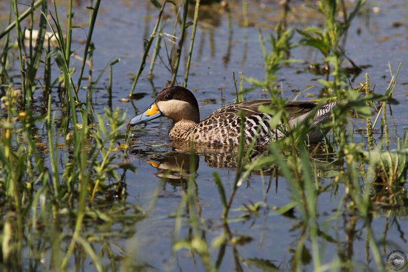 Silver Tealadult, identification