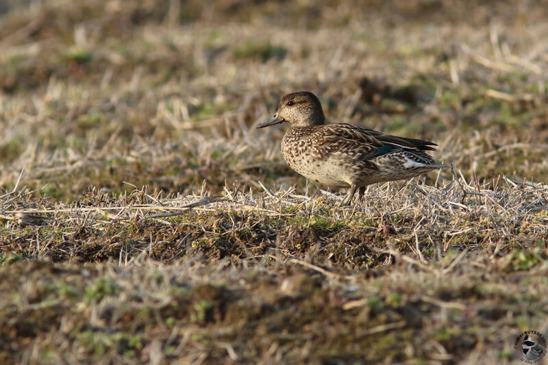 Eurasian Teal female adult, identification