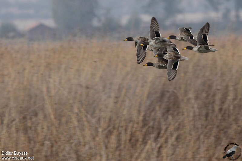 Yellow-billed Tealadult, Flight, Behaviour