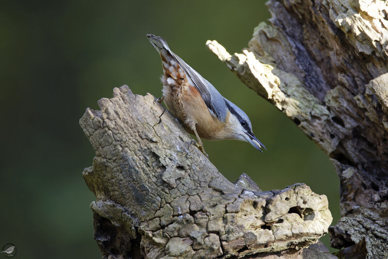 Eurasian Nuthatch